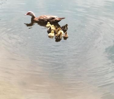 La Roche-Maurice Other | Cabane perchée avec jacuzzi