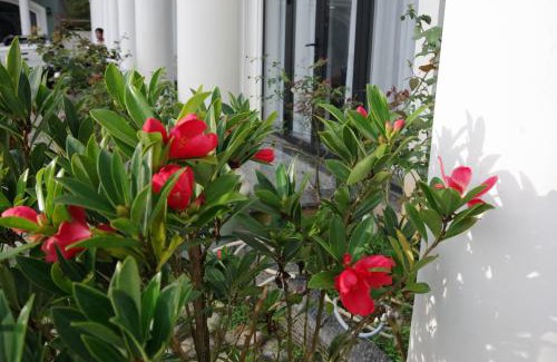 Da Lat Villa | Camly Chic Villa
