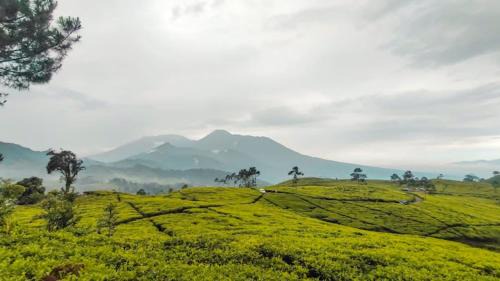 Cibodas Other | Camping Ground Mount Luhur