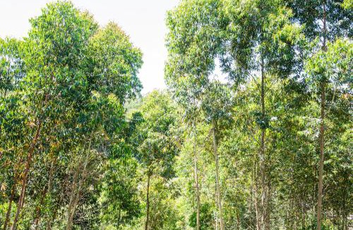 Flores da Cunha House | Casa Container FIGO em meio a natureza na Serra Gaúcha