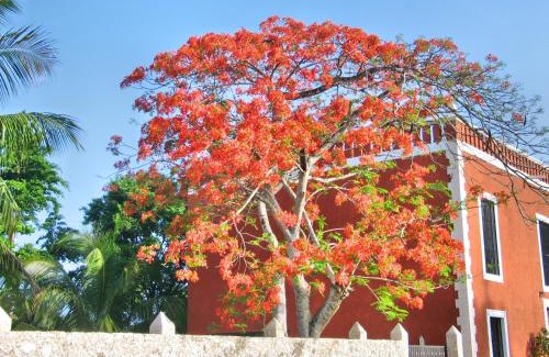 Uayma House | Casa de los Pianos