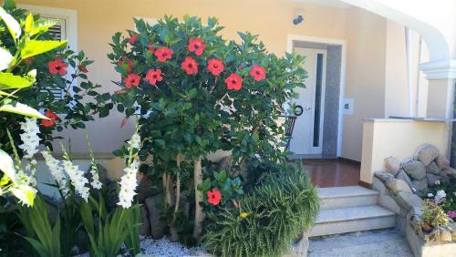 Olbia Apartment | Casa Dolce Hibiscus