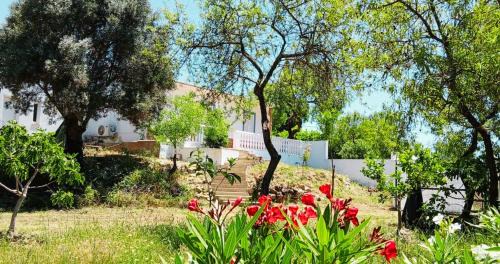 Poco do Mouro House | Casa Jacaranda Peace and Sunshine