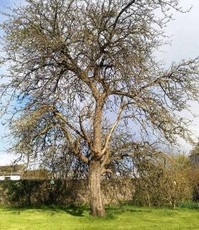 County Meath House | Castletownmoor Clinic & Permaculture Farm