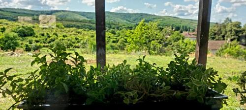 Ghioroc House | Casuta de vacanta Miniș I
