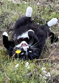 Hraunvellir House | CAT LOVERS ONLY! Bright and Peaceful Cabin with Views & Hot Tub
