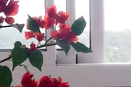 Le Robert Bed & Breakfast | Chambre d'hôte Kay Arlette - chez l'habitant