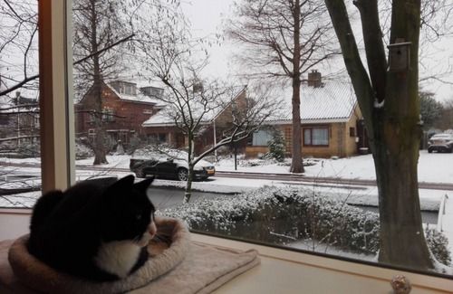 Boskoop House | Charming pictoresque house with garden in quiet area, including cat care.