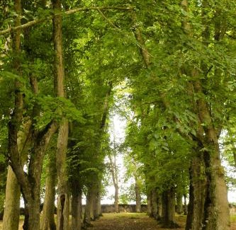 Leigne-les-Bois Bed & Breakfast | Chateau de Maisonneuve