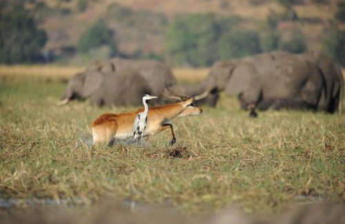 Zambezi Region Cabin | Chobe Water Villas