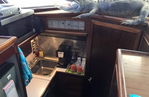 Orange Beach East Boat Rental | Classic Yacht Rentals at FloraBama