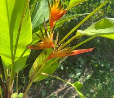 Sainte-Rose House | Coco-orchidées Le Domaine Mannou