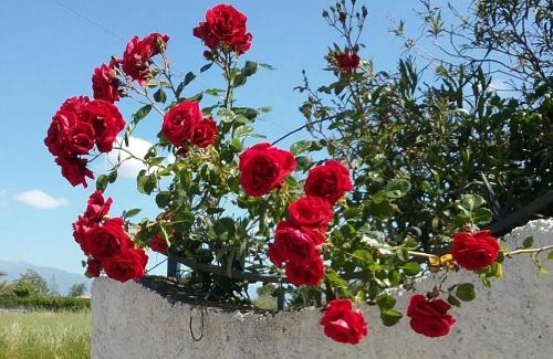 Altavilla Silentina House | Country House L'Ippocastano