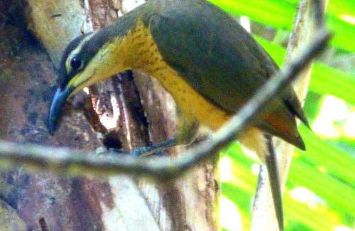 Diwan House | Daintree Holiday Homes - The Folly