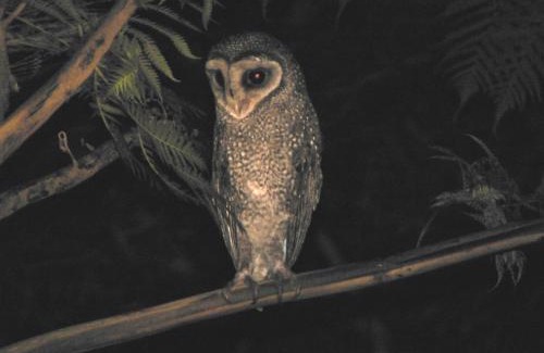 Diwan House | Daintree Holiday Homes - The Folly