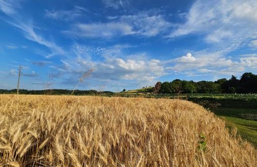 Razkrizje Other | Deluxe Oase der Ruhe - Wohnwagen im Kornfeld