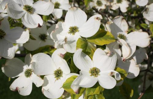 Okanagan-Similkameen Bed & Breakfast | Dogwood Bed & Breakfast