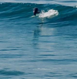 La Fonda House | Dolphin Beach Get Away