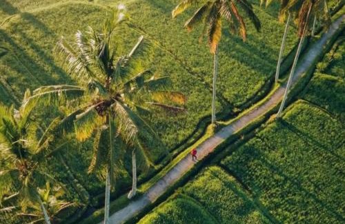 Tampaksiring Boat Rental | Downhill Cycling Ubud with Volcano, Jungle, Rice Terrace with meals