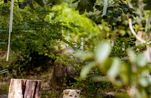 Don Duong Cabin | Du An Garden Retreat Forest
