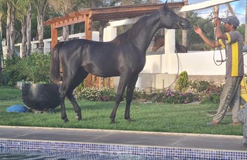Oulad Rahmoune House | Elaaz Horse Farm