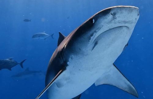 Fuvahmulah House | EQUATOR RETREAT