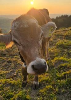 Jungholz Bed & Breakfast | Erd´s Hoimatle