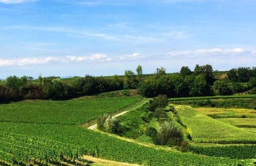 Freiburg im Breisgau Apartment | Ferien- Und Winzerhof Simon