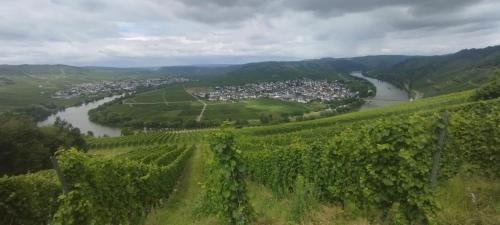 Trittenheim Apartment | Ferienwohnung Bergblick