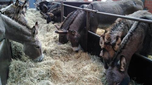 Frasnes-lez-Buissenal House | Ferme du Charme