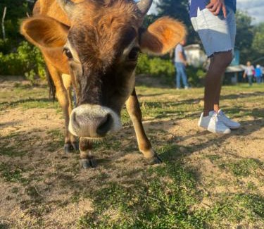 Playa Blanca House | Finca Agroturística Caballo Viejo