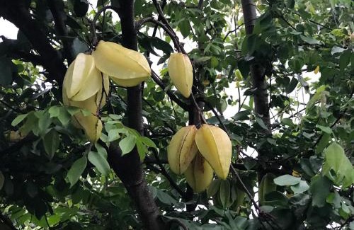 Capesterre-Belle-Eau House | Flane Gite Rural De Tourisme