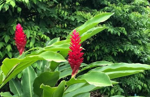 Capesterre-Belle-Eau House | Flane Gite Rural De Tourisme