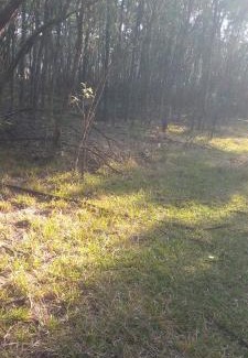Hhohho Other | Forest Gama campsite