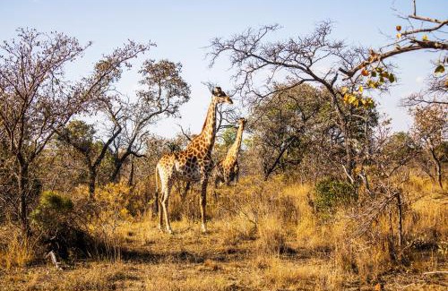Modimolle Cabin | Fumani Game Lodge