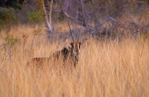 Modimolle Cabin | Fumani Game Lodge