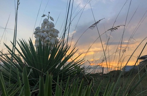 Alligator Point House | Fun 4Br Pool House