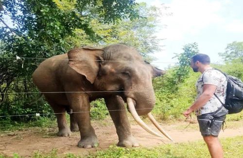 Udawalawa House | Gajaa Corido Safari Homestay