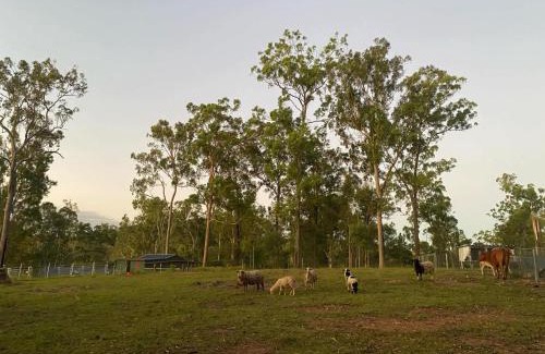 Tamborine House | Gemmas Animal Farm by Tiny Away