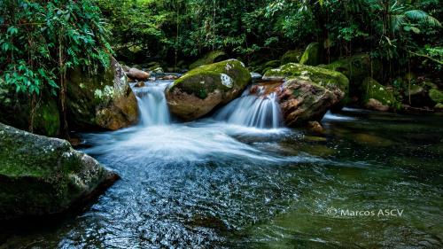 Antonina Villa | Grajagan Mata Atlântica