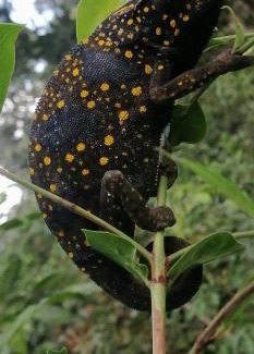 Tunguu Other | Green Tours Park