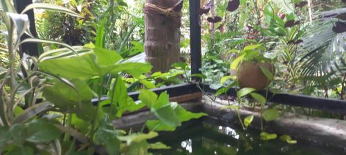Talipparamba House | greenview homestay Mayyil