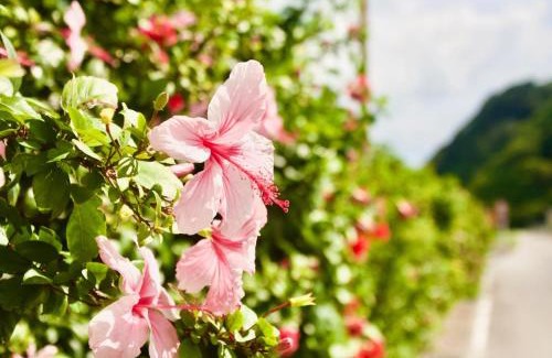 Kijoka House | guest house HIBISCUS - Vacation STAY 87092