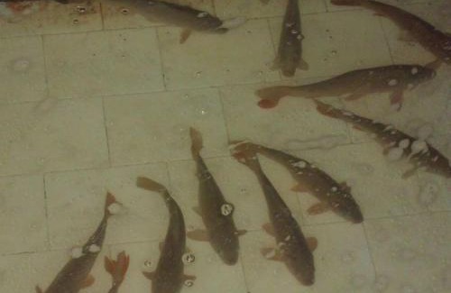 Lithotopos House | Guesthouse To Fragma