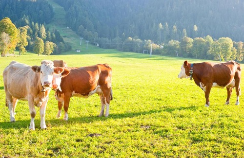 Niederau House | Hartlhof Urlaub am Baby- und Kinderbauernhof