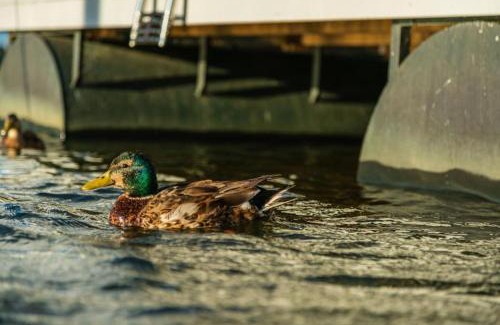 Schleswig Boat Rental | Hausboot Aegir mit Dachterrasse in Schleswig am Ostseefjord Schlei
