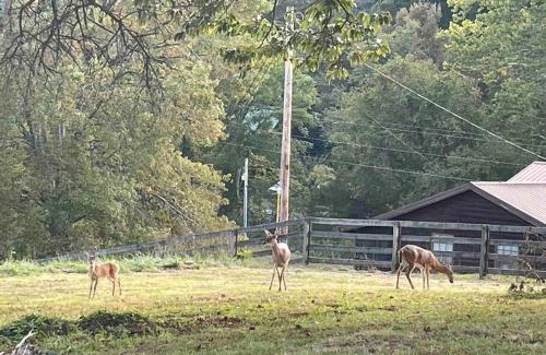 McCaysville House | Hilltop Haven w/Creek&Waterfall Dntwn McCaysville