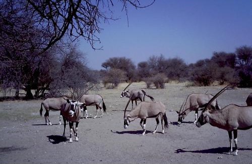 Gobabis Apartment | Hippo Farm Apartment