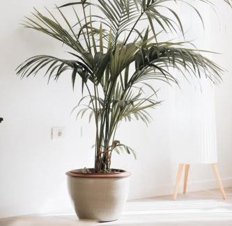 San Sebastian de la Gomera Apartment | Holiday House Aguacate 2