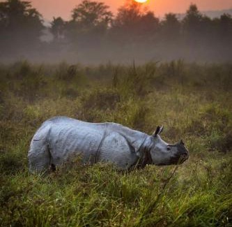 Sauraha Hotel | Hotel Park Inn